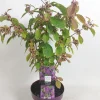 Struiken|Ecocheques|ohgreen Callicarpa profusion (Schoonvrucht)