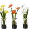 Sfeermakers|ohgreen Calliopsis