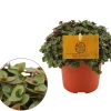 Groene Planten|Ecocheques|ohgreen Callisia repens 'Turtle'