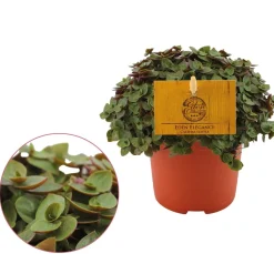Groene Planten|Ecocheques|ohgreen Callisia repens 'Turtle'