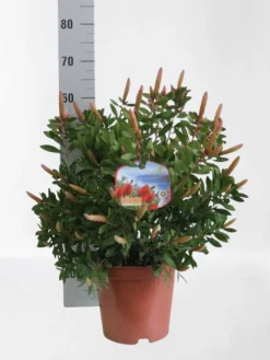 Mediterrane Planten|Ecocheques|ohgreen Callistemon ( Lampenpoetser struik )