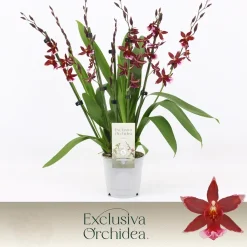 Bloeiende Planten|Ecocheques|ohgreen Cambria Barrocco red 7 bloemstelen