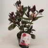 Ecocheques|Struiken|ohgreen Camellia japonica femme fatale p15 h30