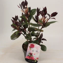 Ecocheques|Struiken|ohgreen Camellia japonica femme fatale p15 h30
