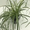 Vaste Planten|Ecocheques|ohgreen Carex feather falls p17