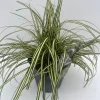 Vaste Planten|Ecocheques|ohgreen Carex hachijoensis Evergold ( Bontbladige Zegge )