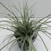 Vaste Planten|Ecocheques|ohgreen Carex oshimensis Everest