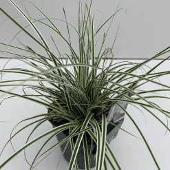 Vaste Planten|Ecocheques|ohgreen Carex oshimensis Everest
