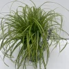 Vaste Planten|Ecocheques|ohgreen Carex oshimensis Eversheen ( Zegge )