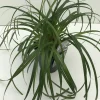 Vaste Planten|Ecocheques|ohgreen Carex ribbon falls