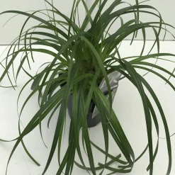 Vaste Planten|Ecocheques|ohgreen Carex ribbon falls