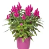 Voorjaar|Ecocheques|ohgreen Celosia deep purple p19 h40