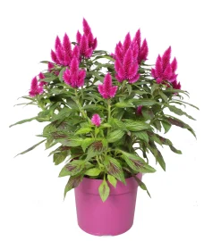 Voorjaar|Ecocheques|ohgreen Celosia deep purple p19 h40