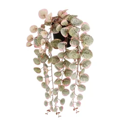Sfeermakers|ohgreen Ceropegia woodii hangend in pot - l46xb12xh10cm