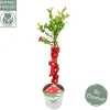 Struiken|Ecocheques|ohgreen Chaenomeles speciosa Scarlet Storm ( Japanse Dwergkwee )