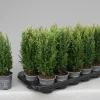 Struiken|Ecocheques|ohgreen Chamaecyparis lawsoniana Snow White