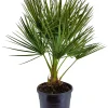 Mediterrane Planten|Ecocheques|ohgreen Chamerops humulis p22