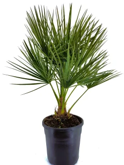Mediterrane Planten|Ecocheques|ohgreen Chamerops humulis p22