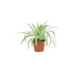 Groene Planten|Ecocheques|ohgreen chlorophytum comosum ( Graslelie of Spinnenplant )