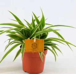 Groene Planten|Ecocheques|ohgreen Chlorophytum Comosum Ocean