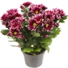 Najaar|Ecocheques|ohgreen Chrysant Ciao