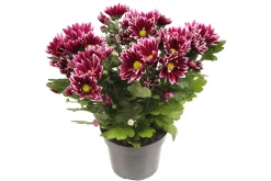 Najaar|Ecocheques|ohgreen Chrysant Ciao