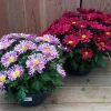Chrysanten|Najaar|ohgreen chrysant schaal