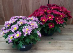 Chrysanten|Najaar|ohgreen chrysant schaal