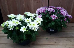 Chrysanten|Najaar|ohgreen chrysant schaal