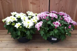 Chrysanten|Najaar|ohgreen chrysant schaal
