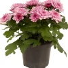 Chrysanten|Najaar|ohgreen Chrysanthemum dubbel roze ( Chrysant )