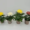 Najaar|Ecocheques|ohgreen Chrysanthemum uniflor