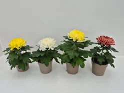 Najaar|Ecocheques|ohgreen Chrysanthemum uniflor