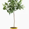Mediterrane Planten|Ecocheques|ohgreen Citroenboom p25