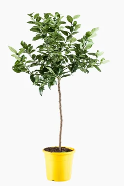 Mediterrane Planten|Ecocheques|ohgreen Citroenboom p25