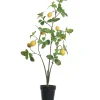 Sfeermakers|ohgreen Citroenplant geel pot 105 cm