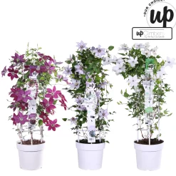 Ecocheques|Klimplanten|ohgreen Clematis Double Up blauw-wit p23