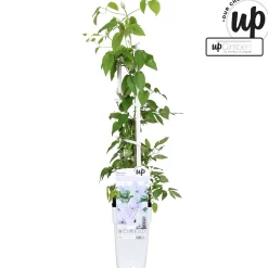 Klimplanten|Ecocheques|ohgreen Clematis evision Bernadine