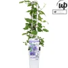 Klimplanten|Ecocheques|ohgreen Clematis evision Olympia