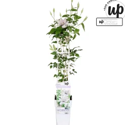 Klimplanten|Ecocheques|ohgreen Clematis evision Samaritan Jo