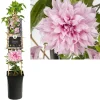 Klimplanten|Ecocheques|ohgreen Clematis multi Pink ( bosrank )