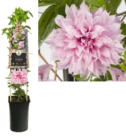 Klimplanten|Ecocheques|ohgreen Clematis multi Pink ( bosrank )