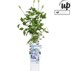 Klimplanten|Ecocheques|ohgreen Clematis 'Parisienne Boulevard'