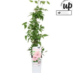 Ecocheques|Klimplanten|ohgreen Clematis Samaritan Jo