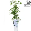 Ecocheques|Klimplanten|ohgreen Clematis Tranquilite