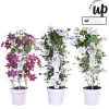 Ecocheques|Klimplanten|ohgreen Clematis Tsukiko p23