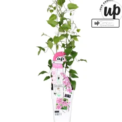 Ecocheques|Klimplanten|ohgreen Clematis Yuan