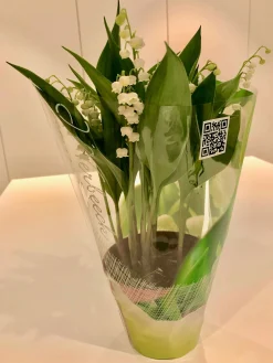 Voorjaar|Ecocheques|ohgreen Convallaria majalis of meiklokjes p13