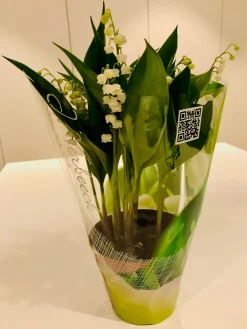 Voorjaar|Ecocheques|ohgreen Convallaria majalis of meiklokjes p13