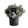 Struiken|Ecocheques|ohgreen Convolvulus cneorum ( zilverwinde )
